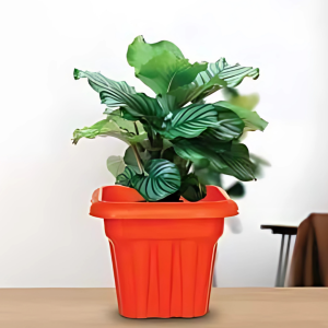 Bahubali Square Planters