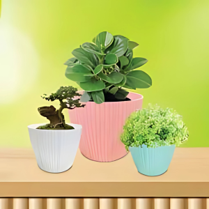 Rosy Pots
