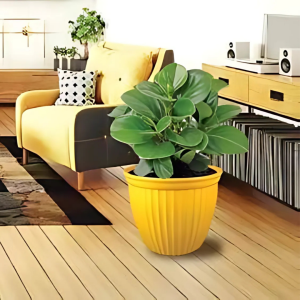 Lotus Pots